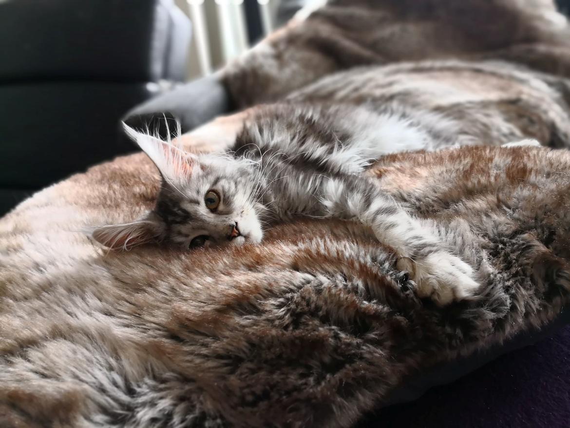 Maine Coon Jealar's Calliope  billede 16