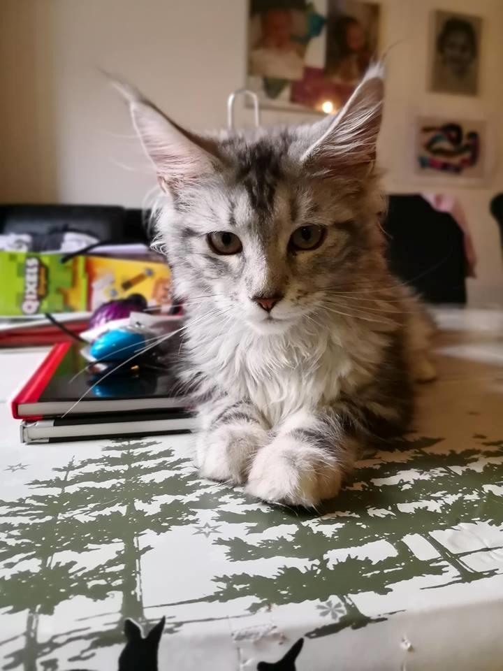 Maine Coon Jealar's Calliope  billede 11