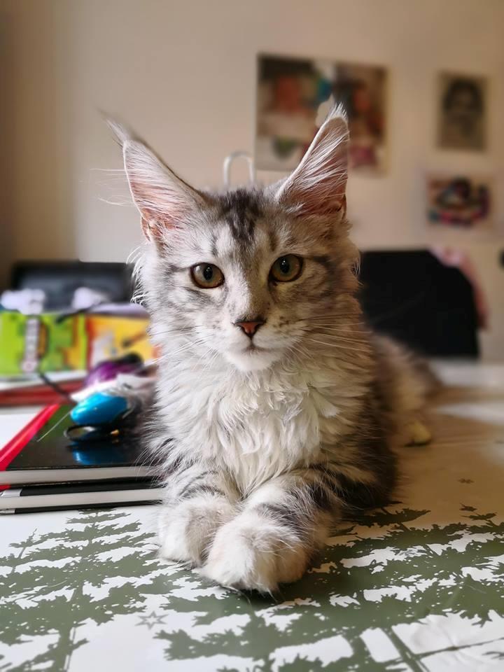 Maine Coon Jealar's Calliope  billede 10