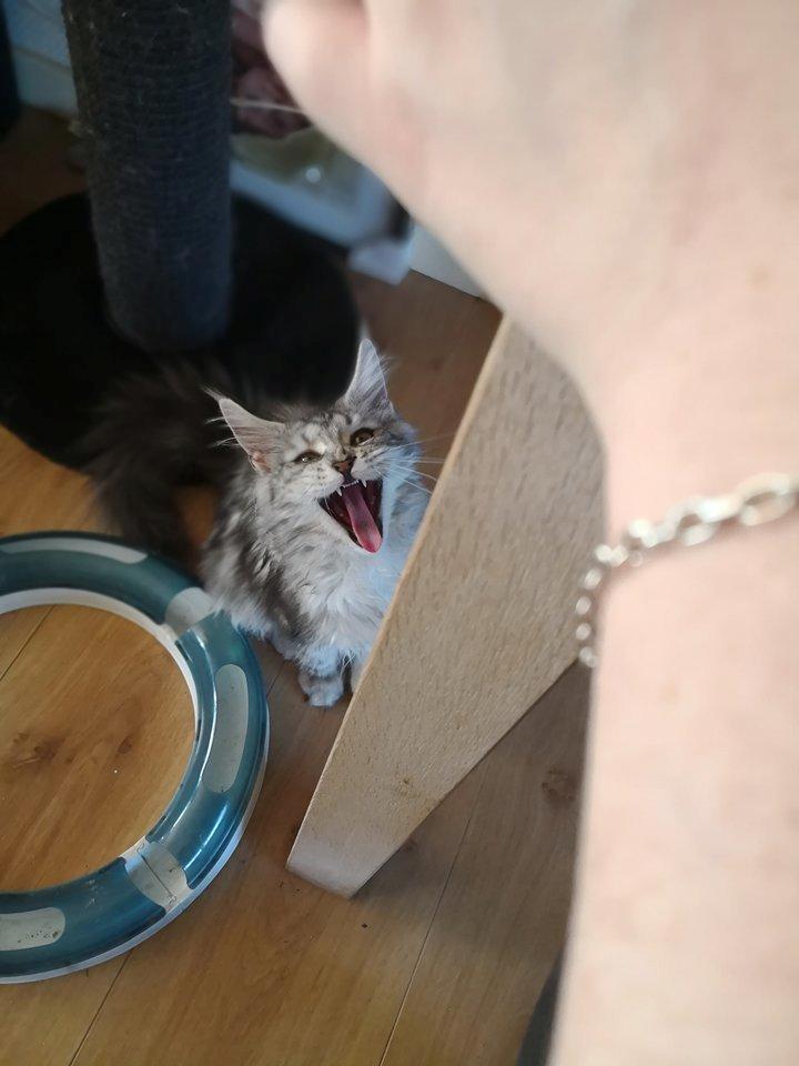 Maine Coon Jealar's Calliope  billede 12