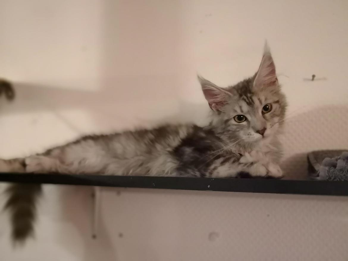 Maine Coon Jealar's Calliope  billede 13