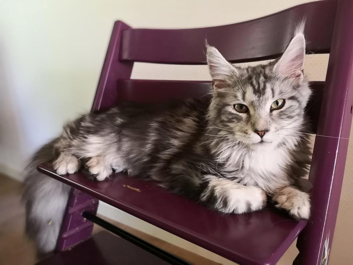 Maine Coon Jealar's Calliope  billede 5