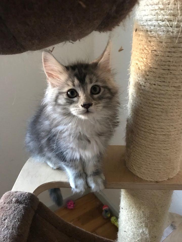 Maine Coon Jealar's Calliope  billede 15