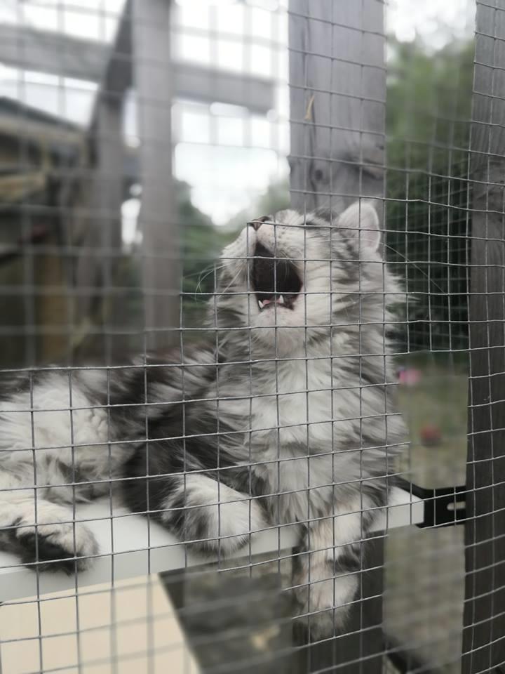 Maine Coon Jealar's Calliope  billede 8