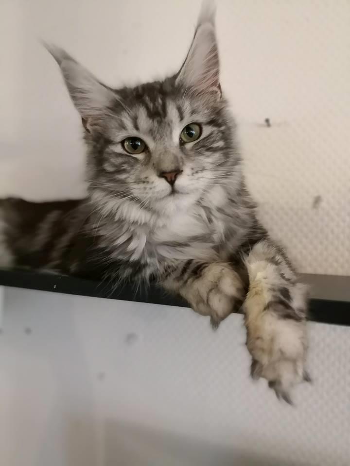 Maine Coon Jealar's Calliope  billede 1