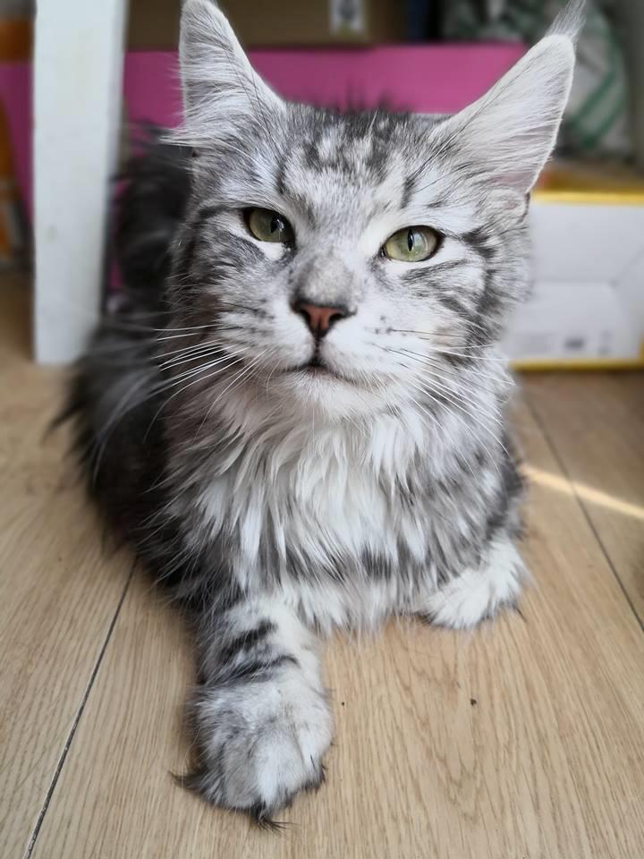 Maine Coon Jealar's Calliope  billede 6