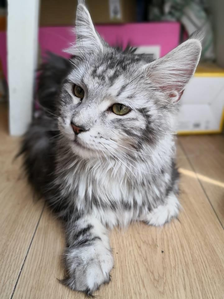 Maine Coon Jealar's Calliope  billede 7