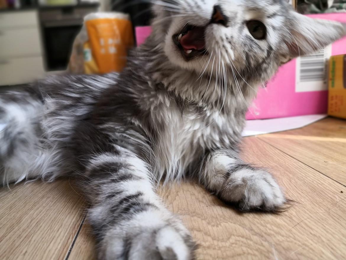 Maine Coon Jealar's Calliope  billede 4