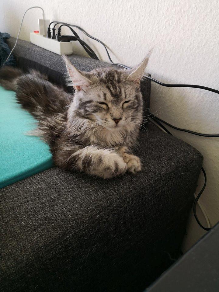 Maine Coon Jealar's Calliope  billede 2