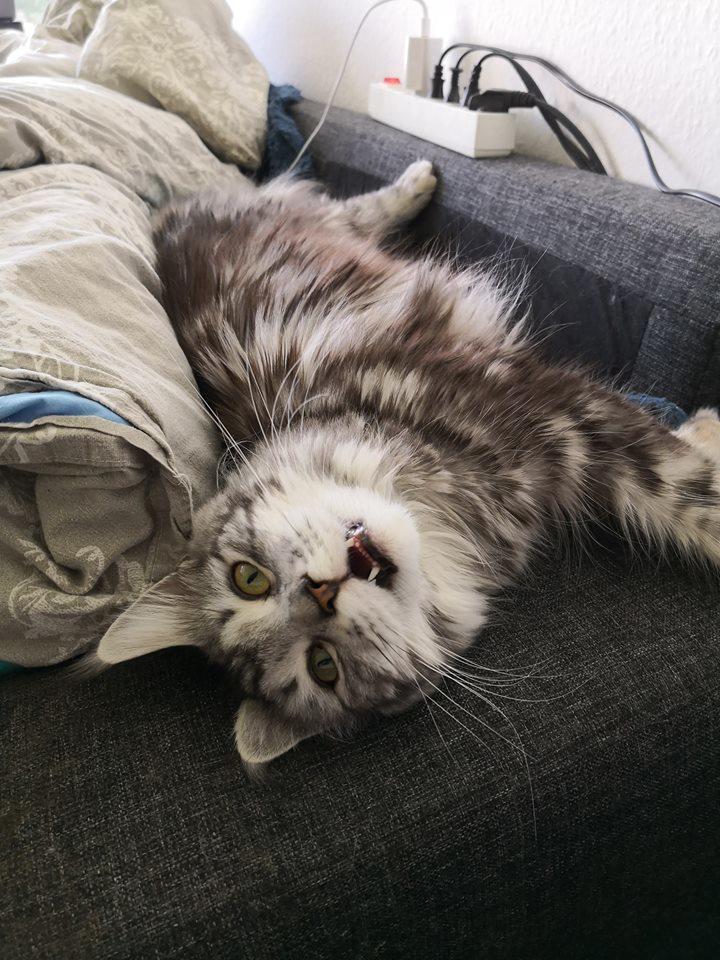 Maine Coon Jealar's Calliope  billede 3