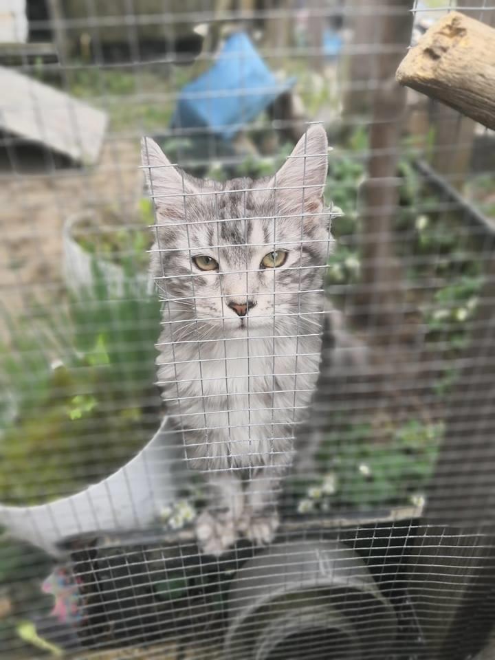 Maine Coon Jealar's Calliope  billede 9