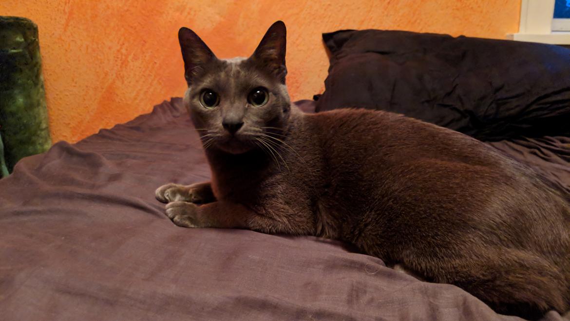 Korat Mio (DK Primprau's Holy Tsaheylu) billede 1