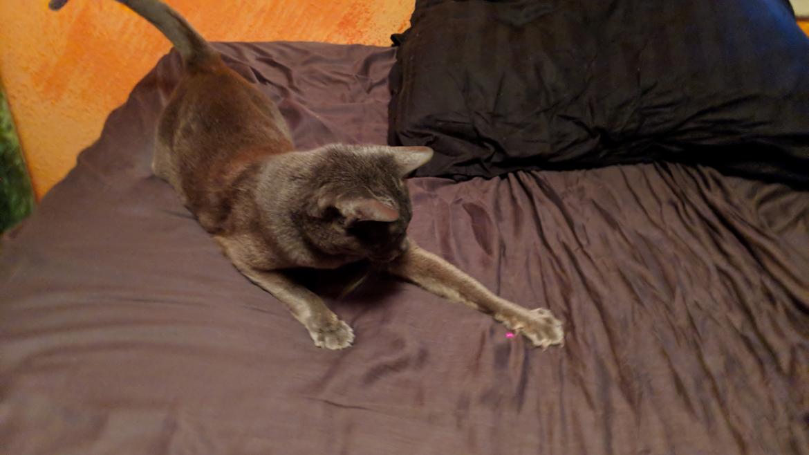 Korat Mio (DK Primprau's Holy Tsaheylu) billede 3