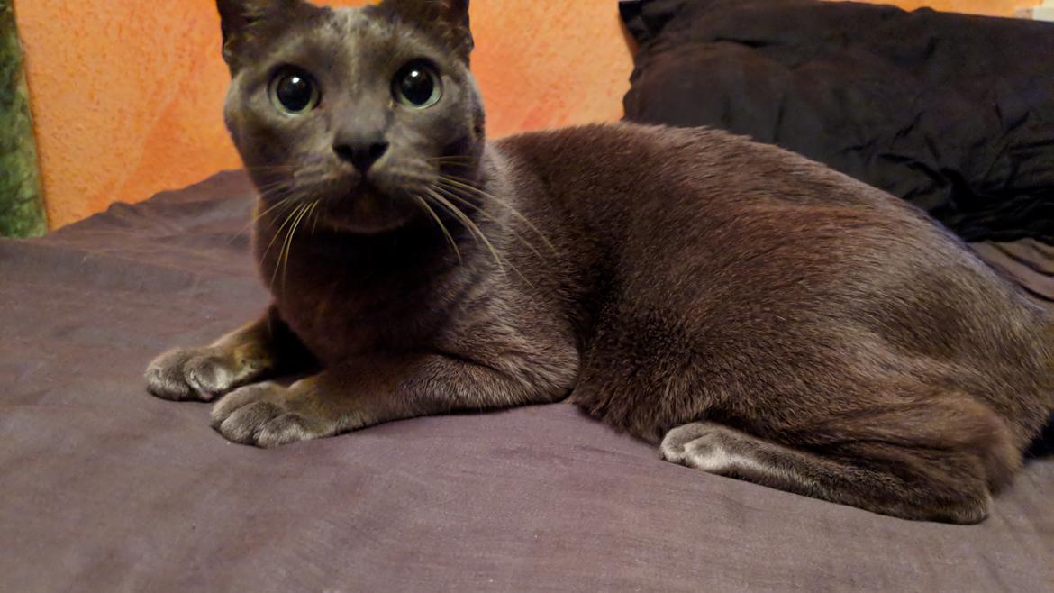 Korat Mio (DK Primprau's Holy Tsaheylu) billede 2