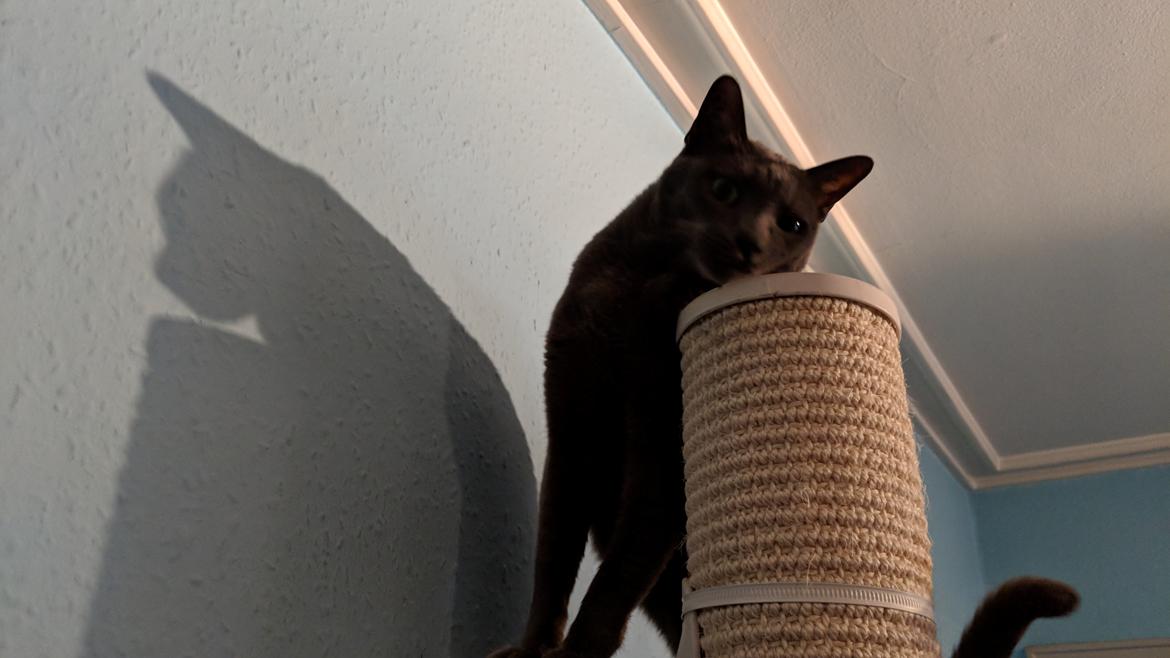 Korat Mio (DK Primprau's Holy Tsaheylu) billede 5