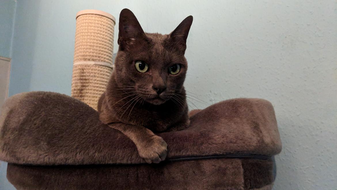 Korat Mio (DK Primprau's Holy Tsaheylu) billede 6