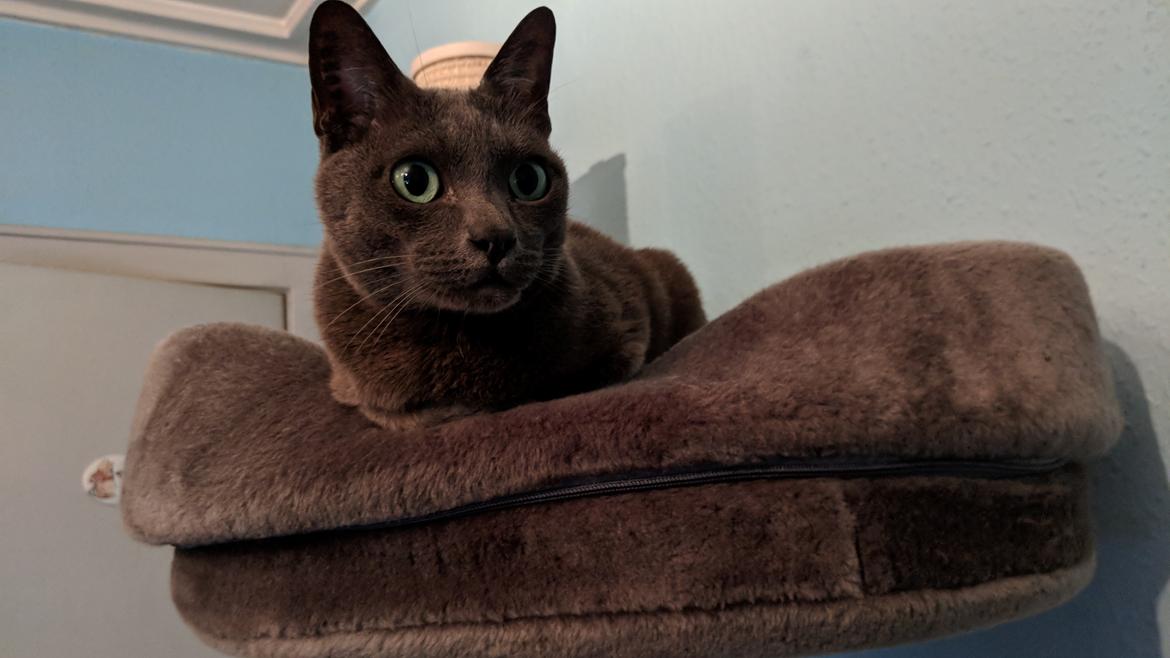 Korat Mio (DK Primprau's Holy Tsaheylu) billede 7