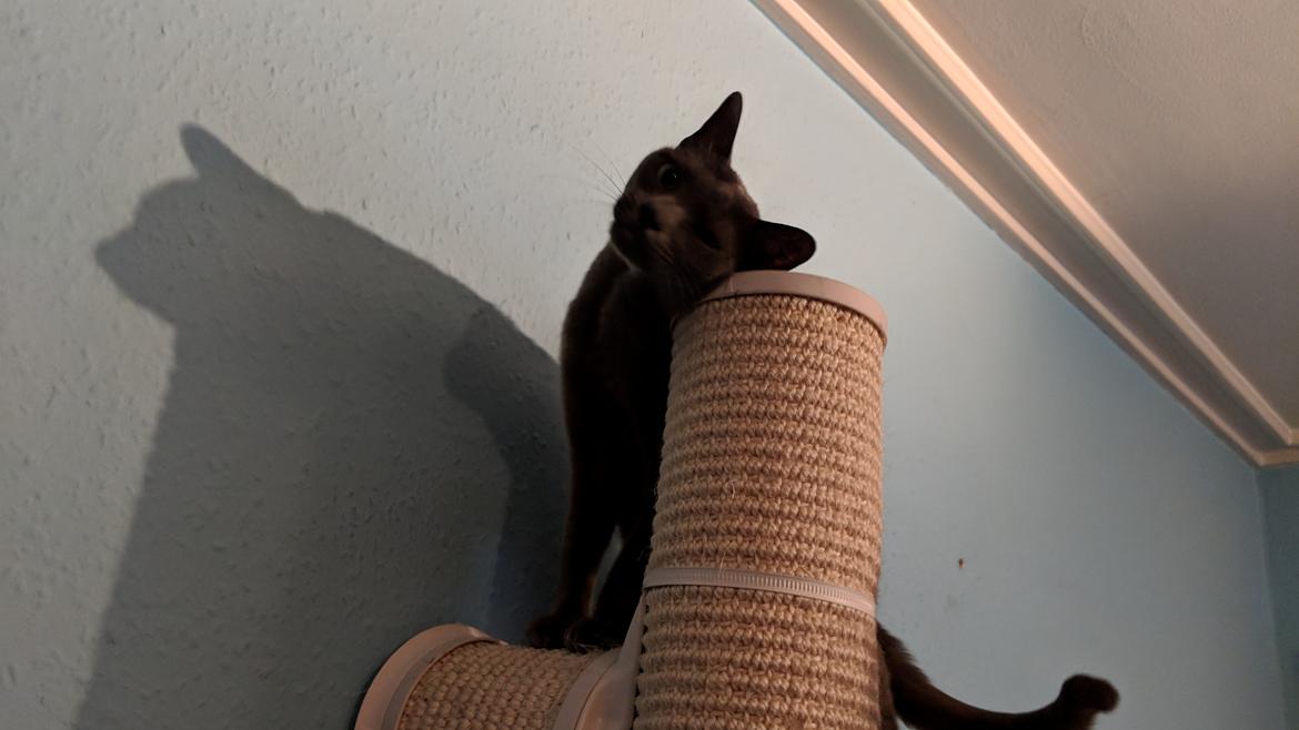 Korat Mio (DK Primprau's Holy Tsaheylu) billede 9