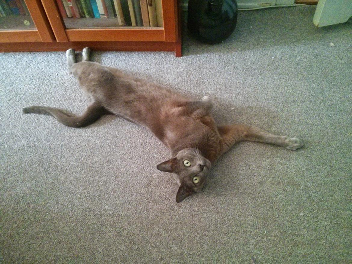 Korat Mio (DK Primprau's Holy Tsaheylu) billede 10