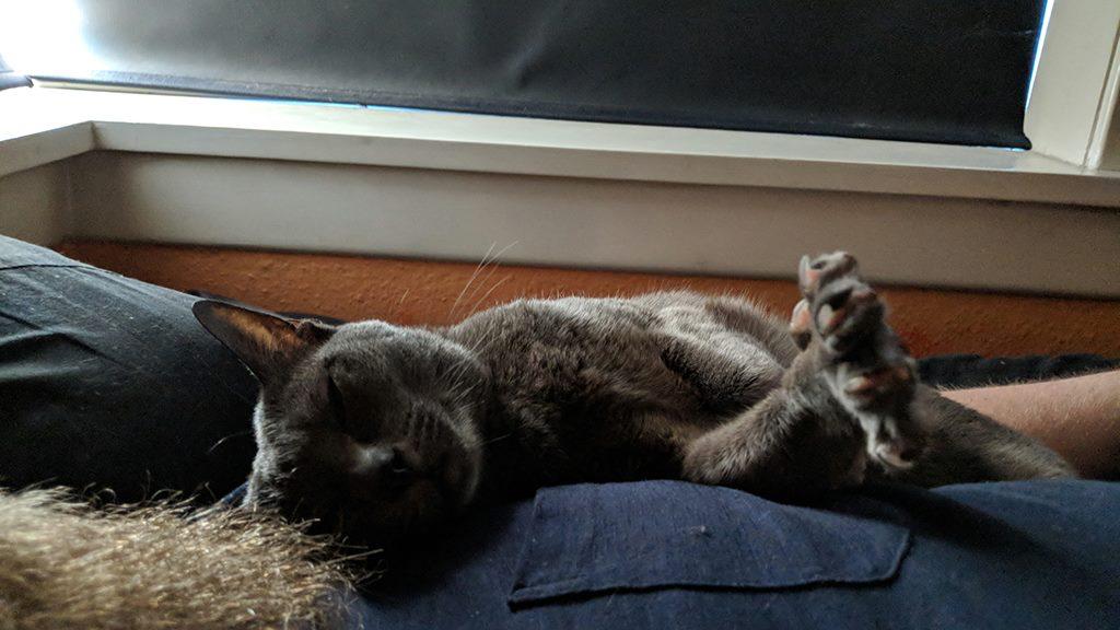 Korat Mio (DK Primprau's Holy Tsaheylu) billede 11