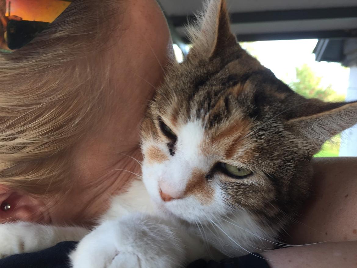 Huskat Miss MAXI  1999-2019 - sept 2018 billede 13