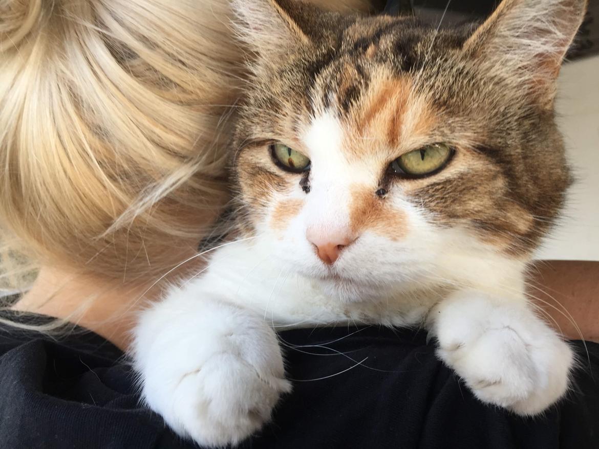 Huskat Miss MAXI  1999-2019 - sept 2018 billede 15