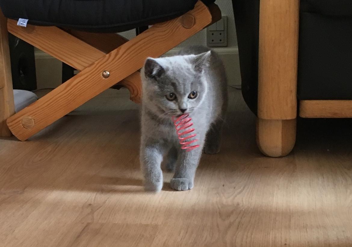 British Shorthair Tinka - 13 uger og netop ankommet til sit nye hjem billede 1