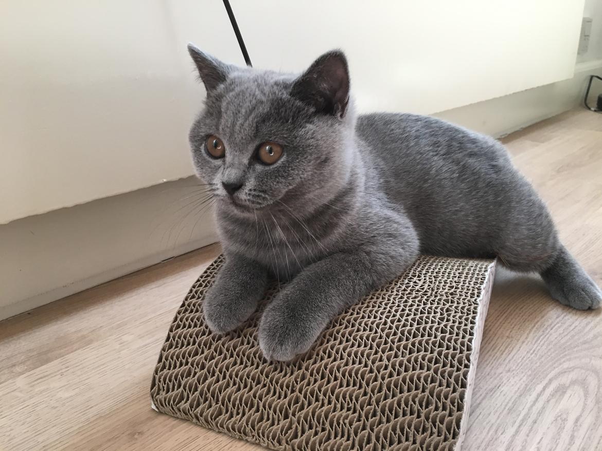 British Shorthair Tinka billede 4