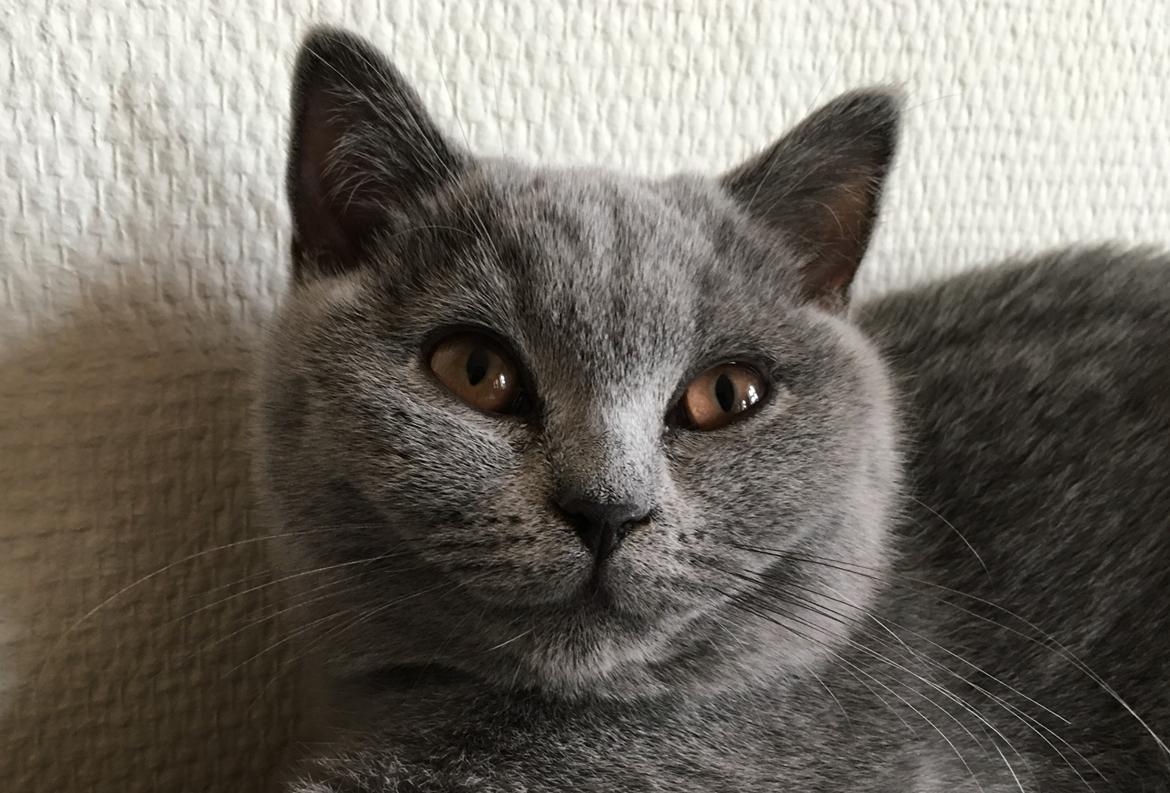 British Shorthair Tinka billede 5
