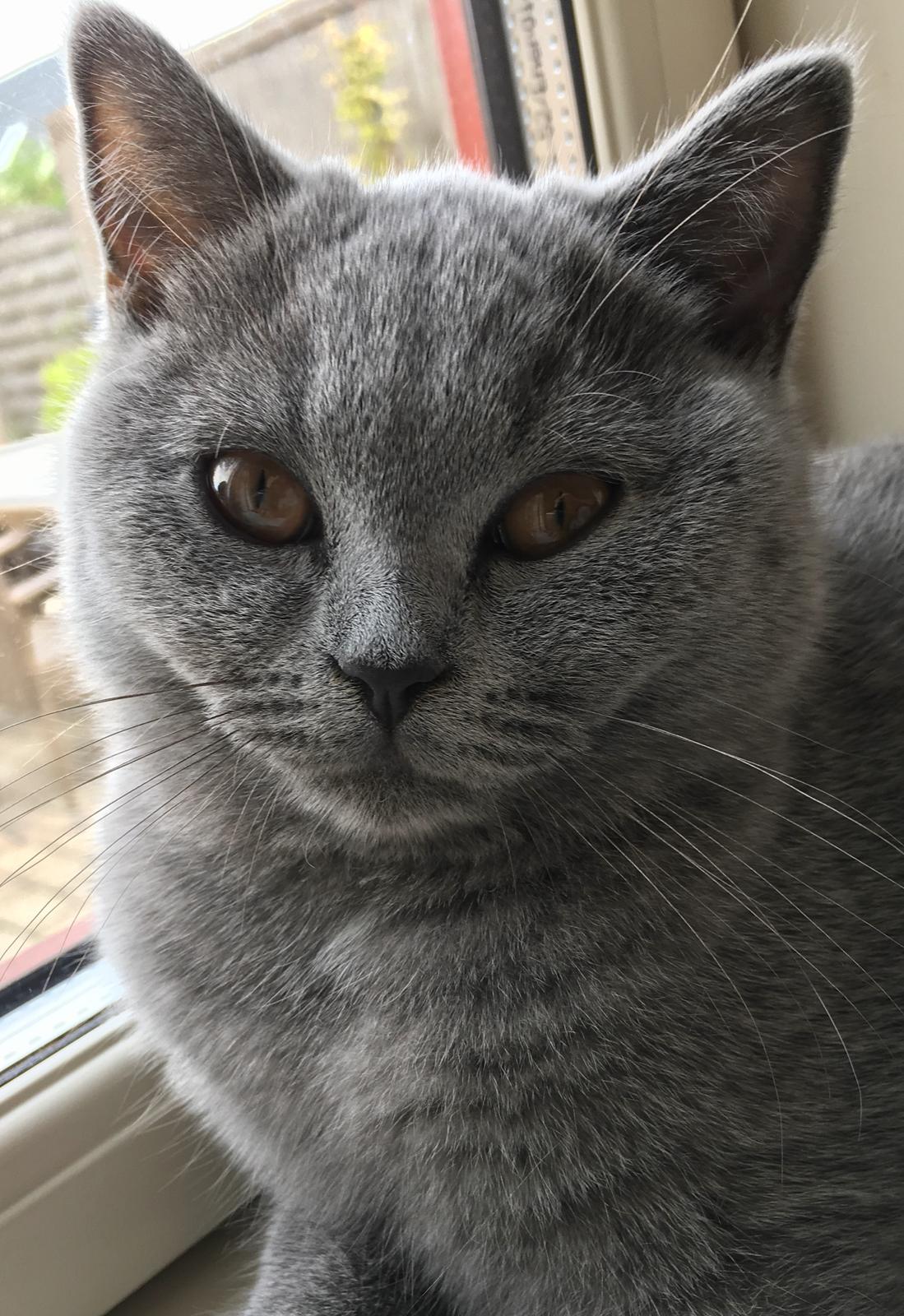 British Shorthair Tinka billede 6