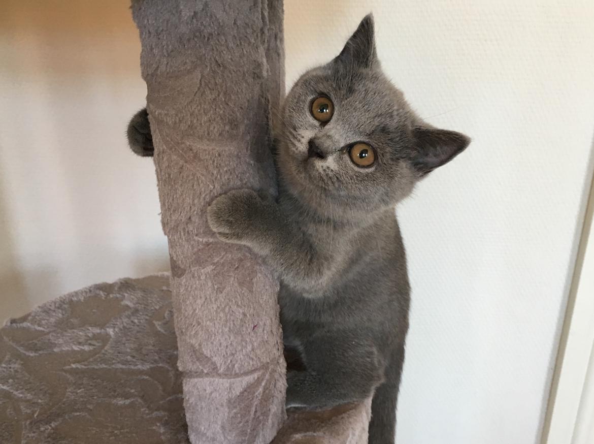 British Shorthair Tinka billede 2