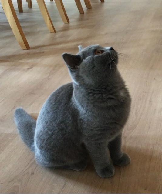 British Shorthair Tinka billede 8