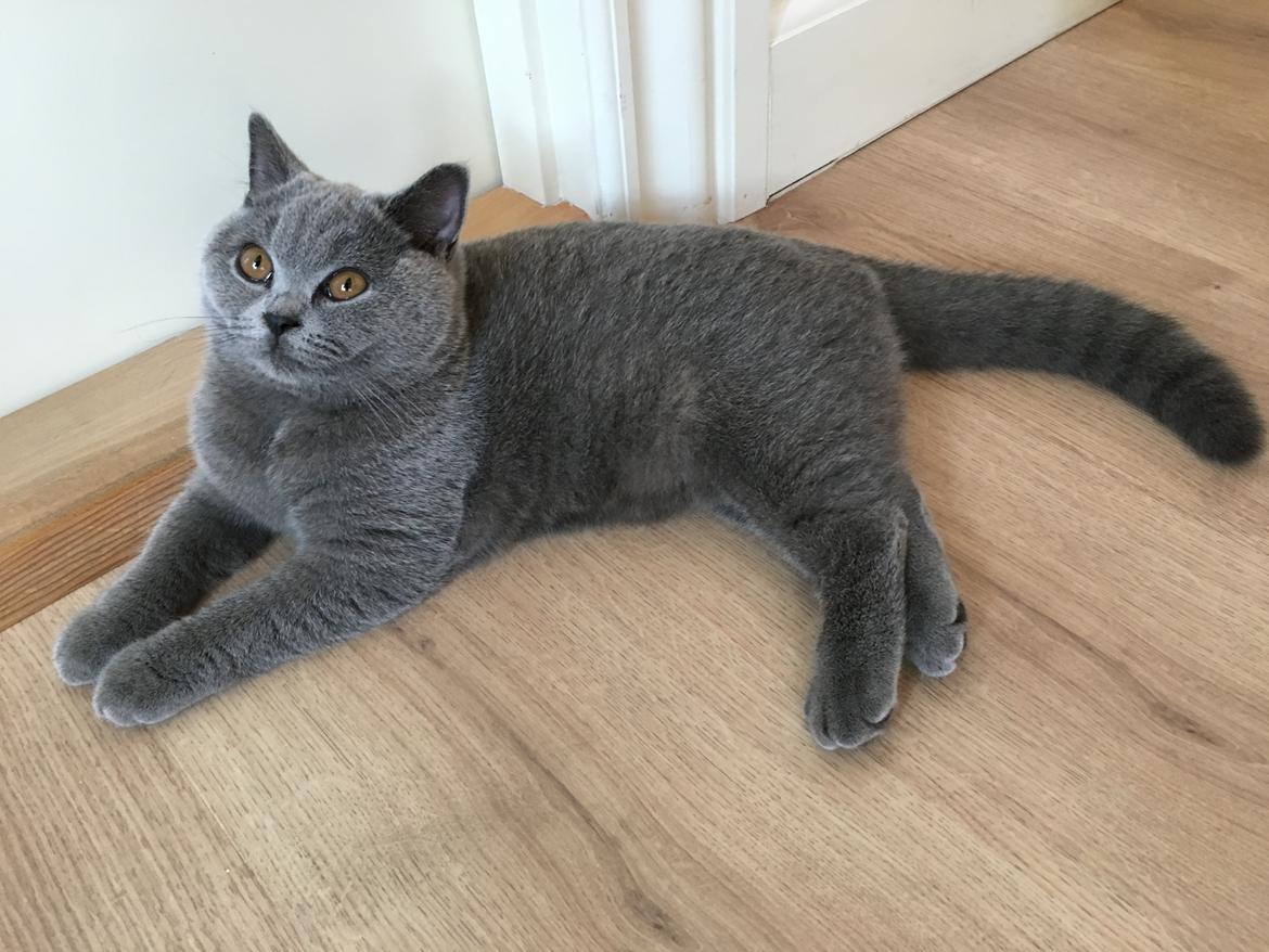 British Shorthair Tinka billede 9