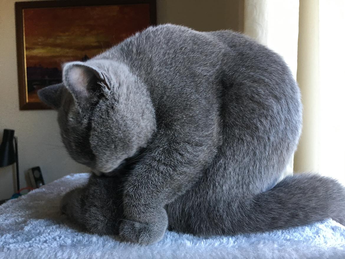 British Shorthair Tinka - 19 uger billede 10
