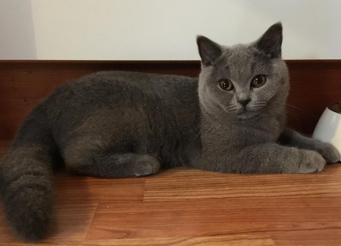 British Shorthair Tinka billede 7