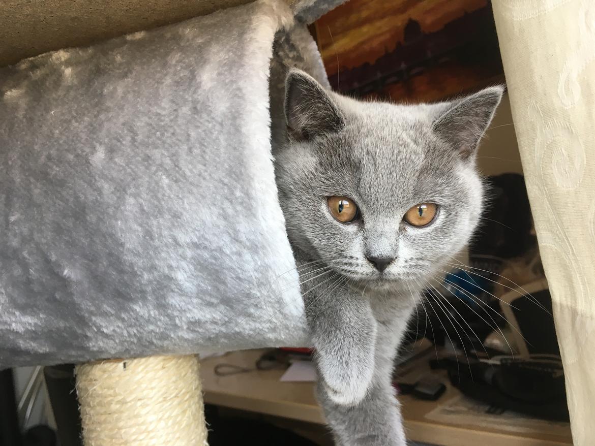 British Shorthair Tinka billede 12