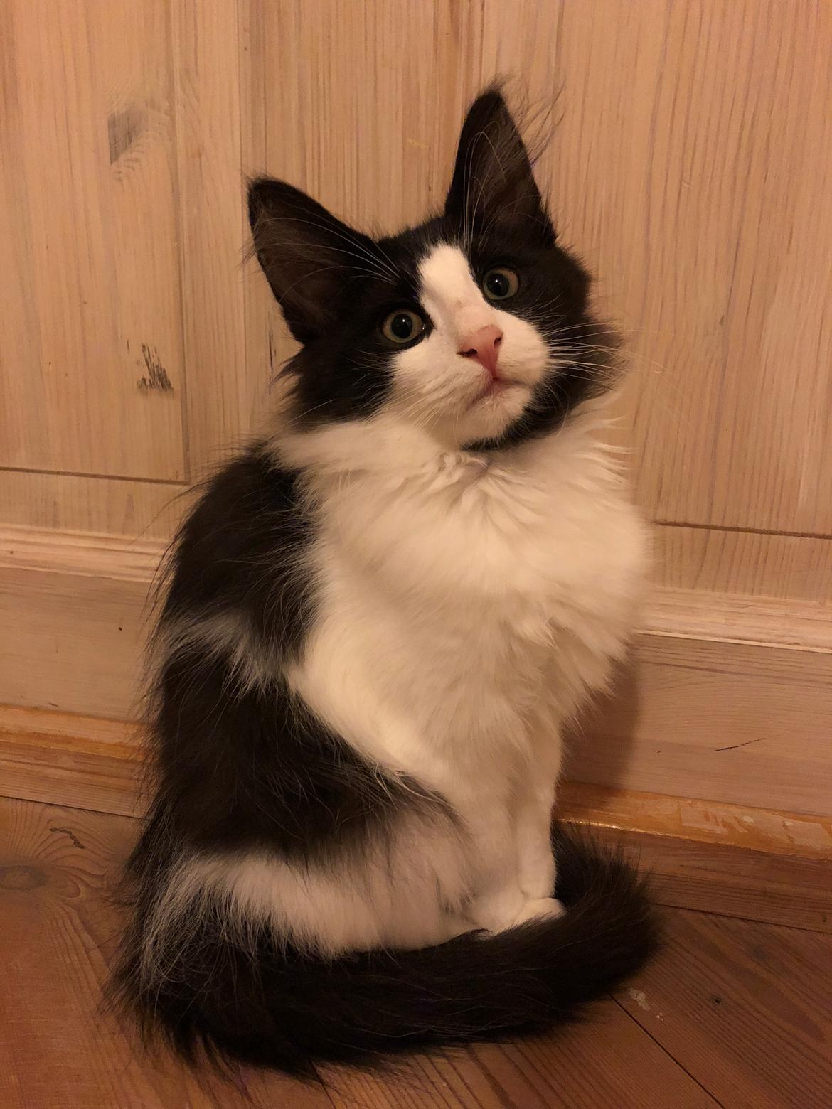 Norsk Skovkat DK Nordic Guardians Buster Keaton billede 1