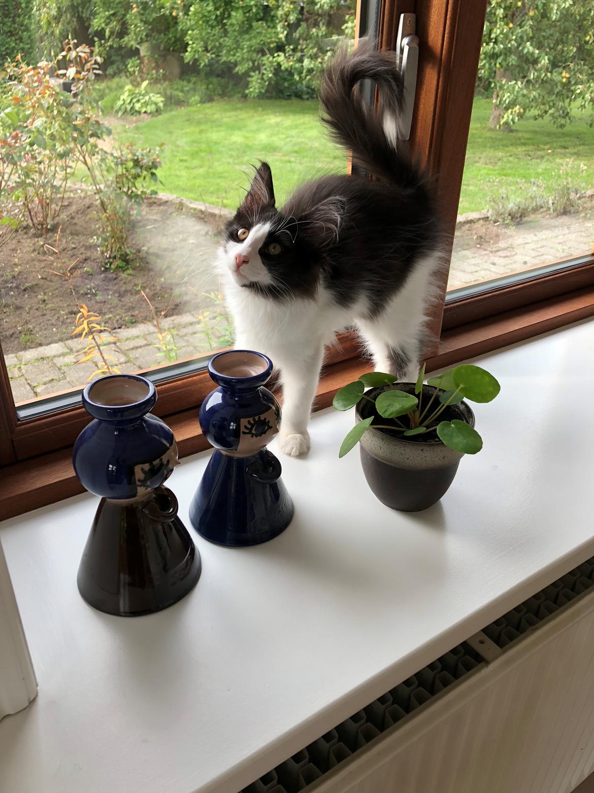 Norsk Skovkat DK Nordic Guardians Buster Keaton billede 2