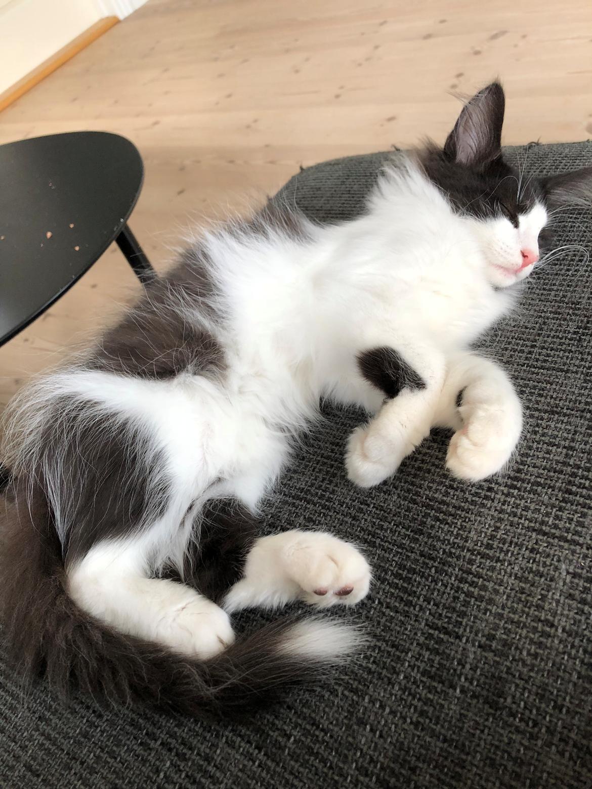 Norsk Skovkat DK Nordic Guardians Buster Keaton billede 3