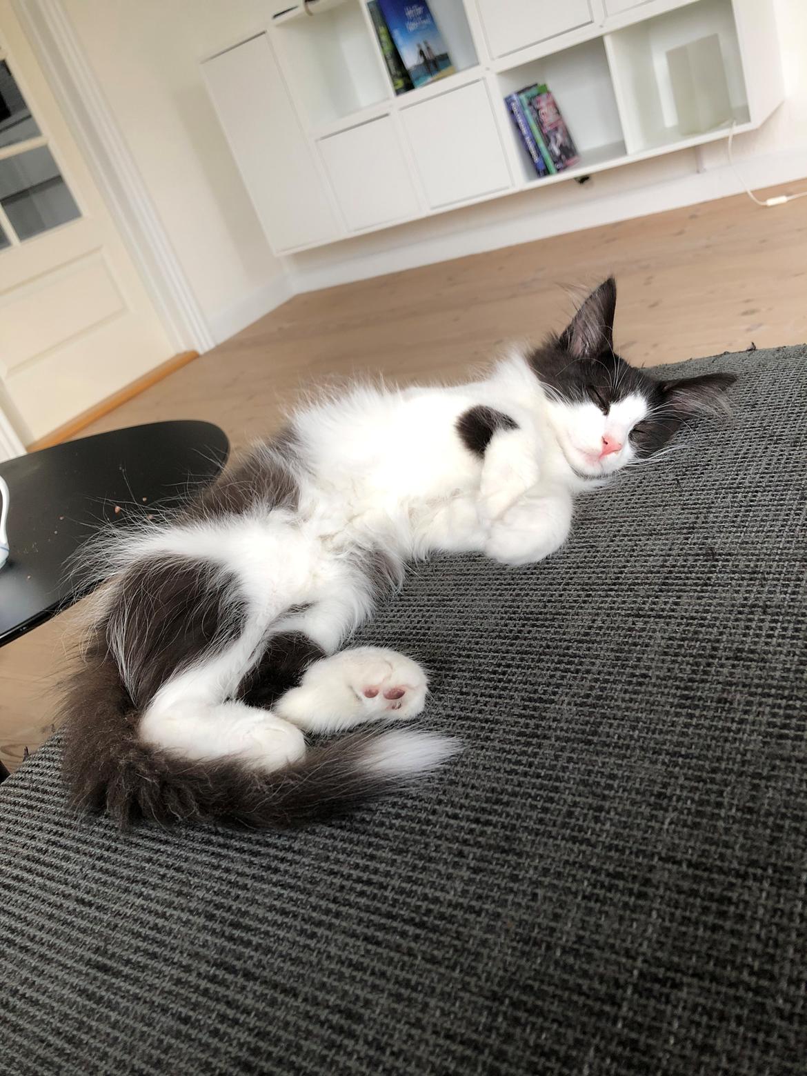 Norsk Skovkat DK Nordic Guardians Buster Keaton billede 4