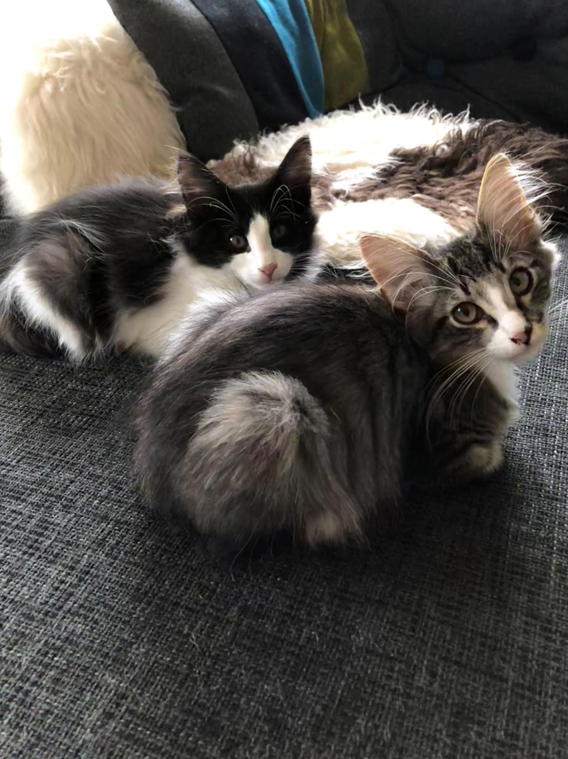 Norsk Skovkat DK Nordic Guardians Buster Keaton billede 5