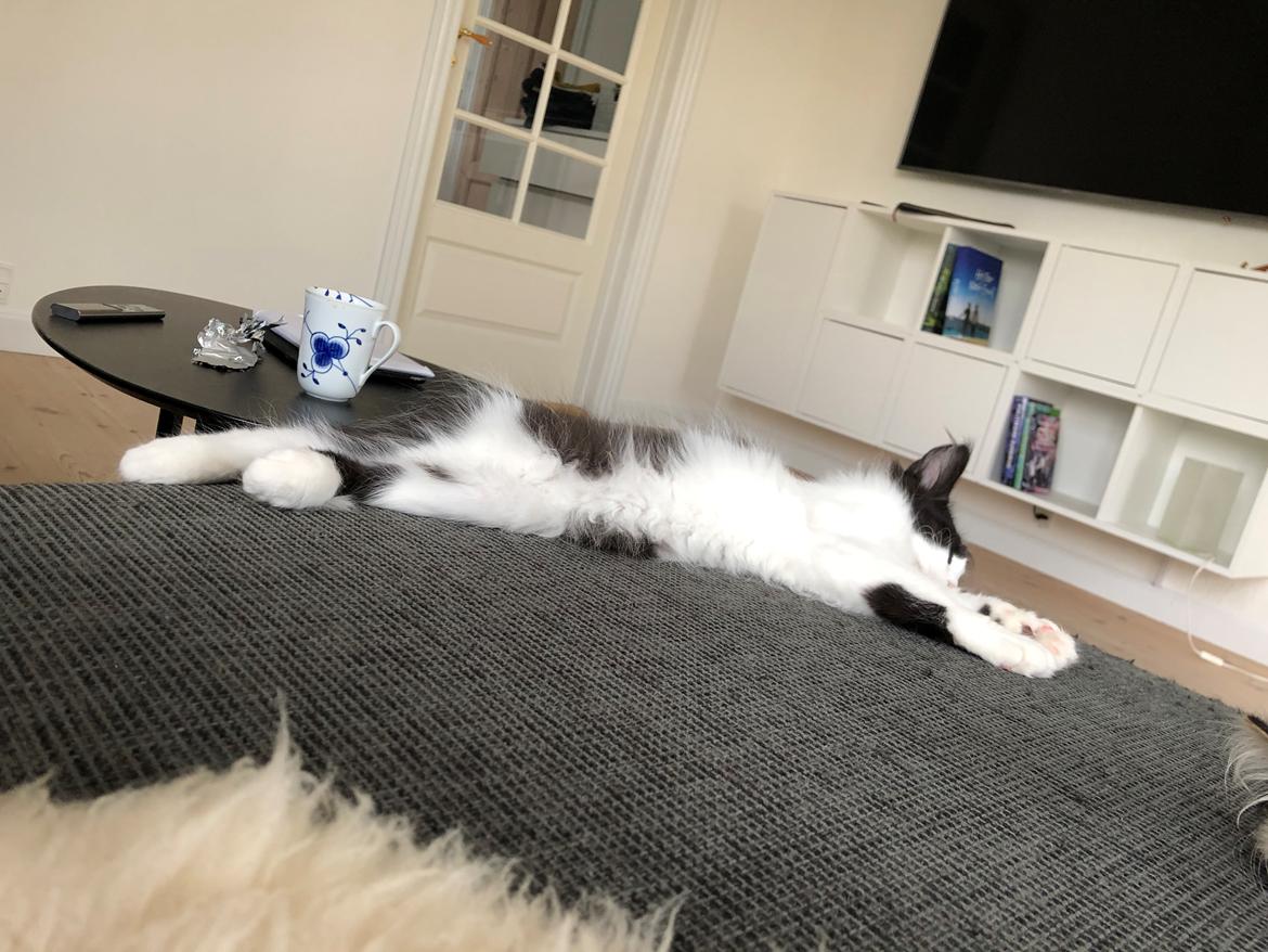 Norsk Skovkat DK Nordic Guardians Buster Keaton billede 6