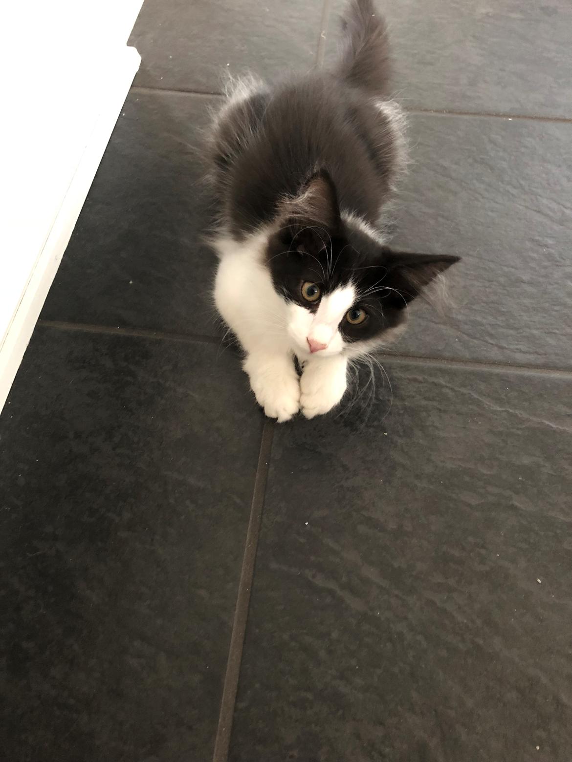 Norsk Skovkat DK Nordic Guardians Buster Keaton billede 7