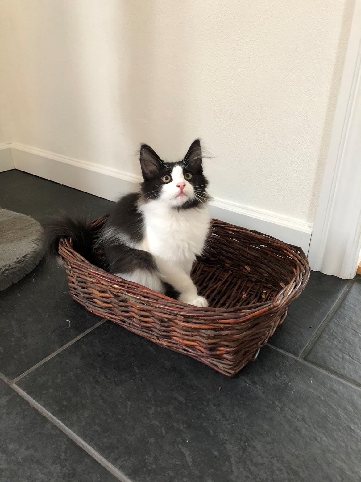 Norsk Skovkat DK Nordic Guardians Buster Keaton billede 9