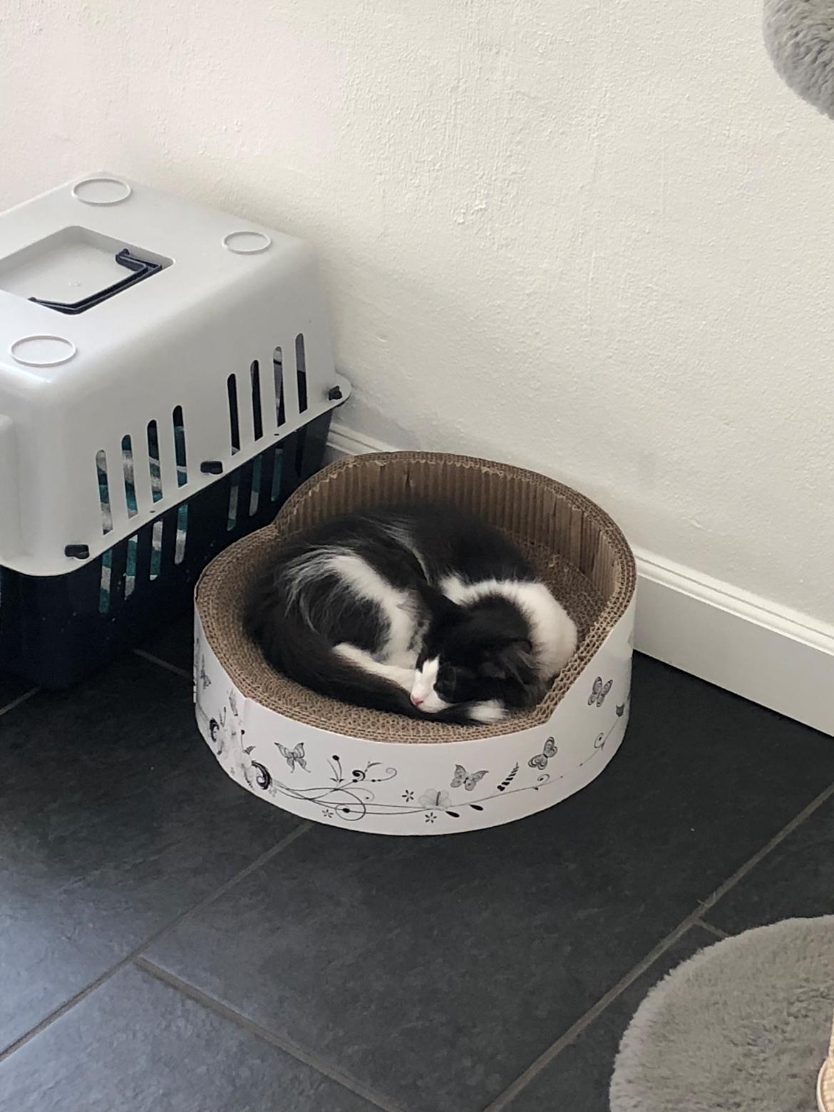 Norsk Skovkat DK Nordic Guardians Buster Keaton billede 10