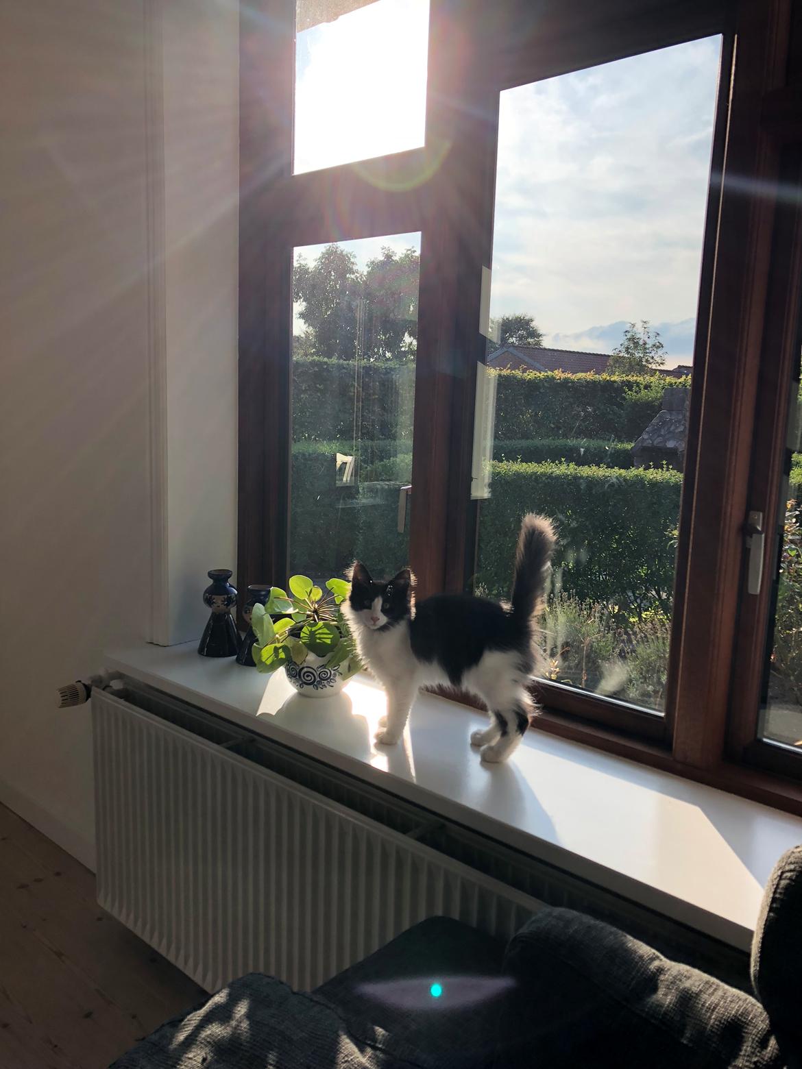 Norsk Skovkat DK Nordic Guardians Buster Keaton billede 12