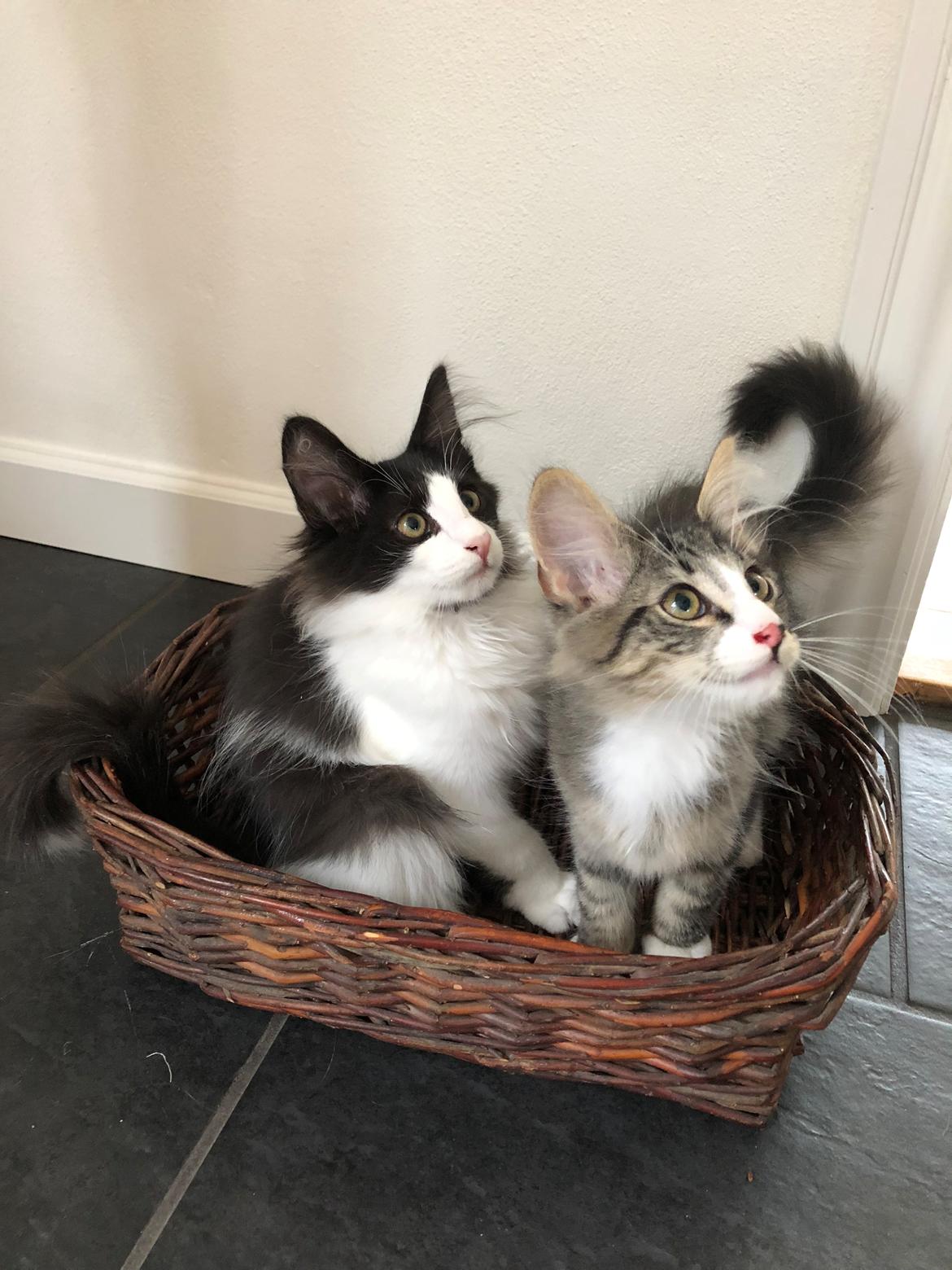 Norsk Skovkat DK Nordic Guardians Buster Keaton billede 11