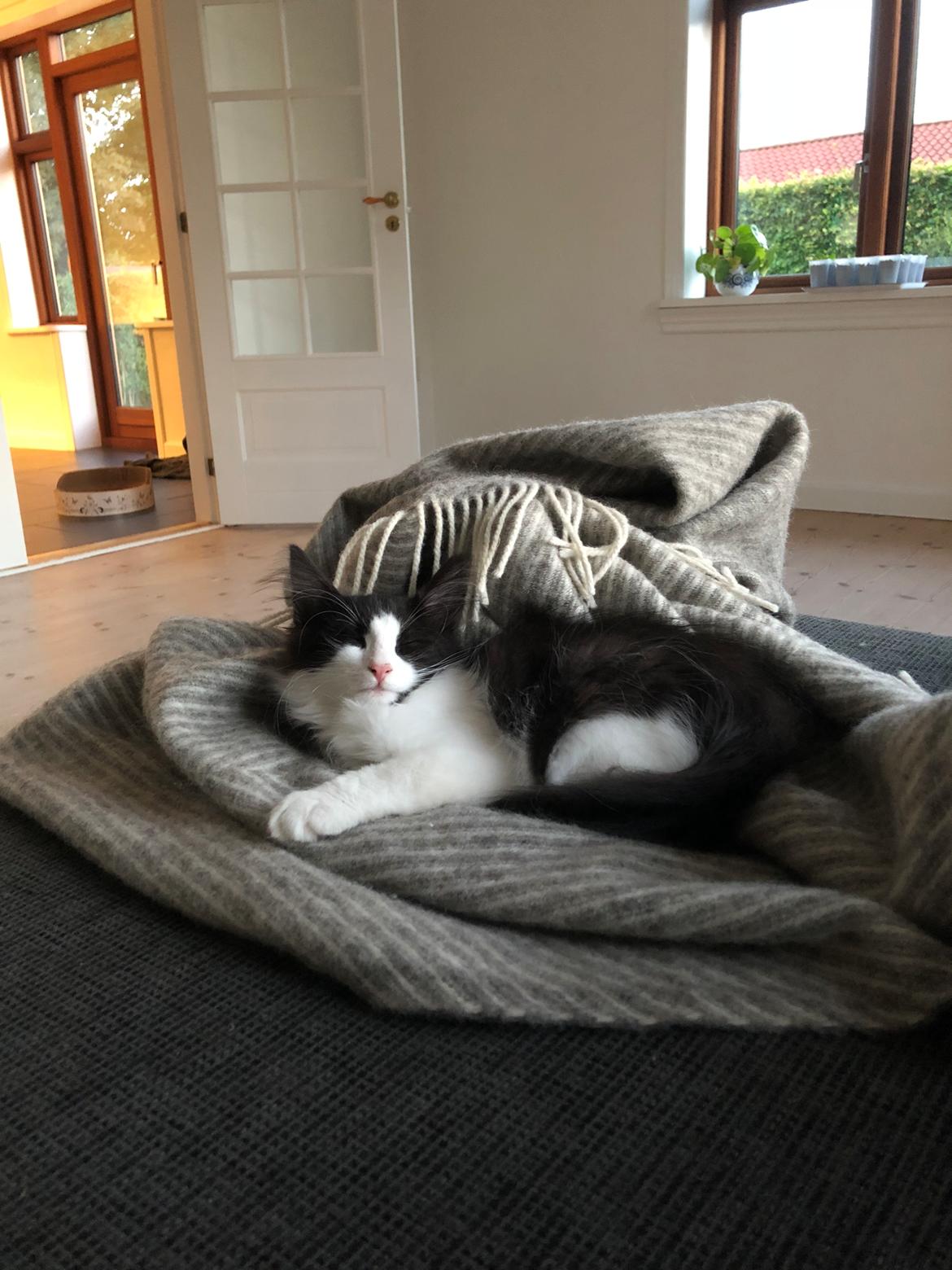 Norsk Skovkat DK Nordic Guardians Buster Keaton billede 16