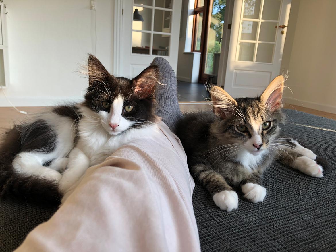 Norsk Skovkat DK Nordic Guardians Buster Keaton billede 17