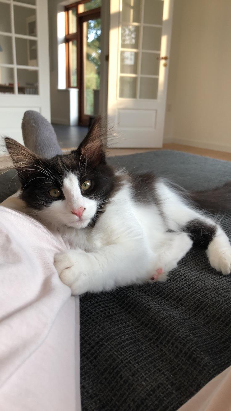 Norsk Skovkat DK Nordic Guardians Buster Keaton billede 13